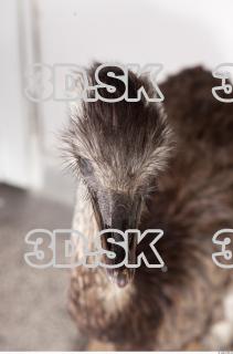 Emus head photo reference 0093